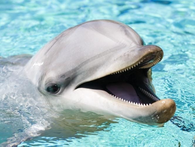 Underwater Espionage Agent: Meet The Israeli Dolphin!