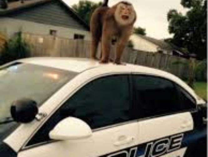 بالصور: قرد يأكل رسائل البريد ويلعب في الشارع