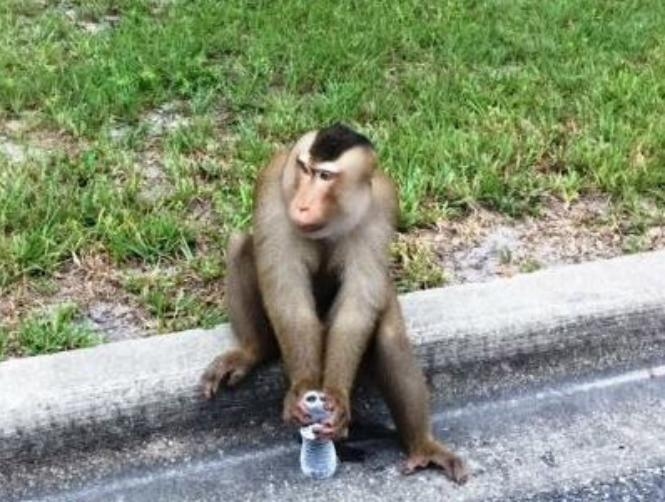 بالصور: قرد يأكل رسائل البريد ويلعب في الشارع