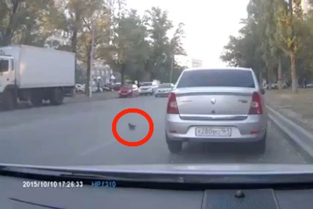Pigeon Causes Three-car Smash after Crossing road, Refusing to Fly Away