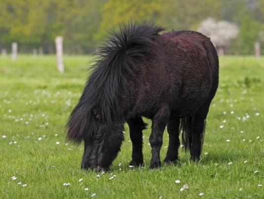 Miniature Shetland Pony Victim of Sexual Assault