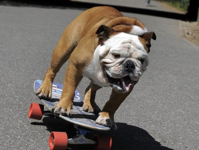 Tillman, Beloved Skateboarding Bulldog, Dies At The Age Of 10