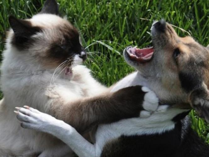 The 10 Richest Pets of All Time