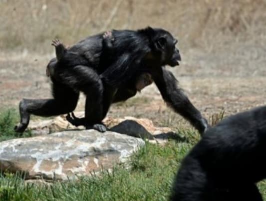 Japanese Researchers Find Chimps Caring for Disabled Infant