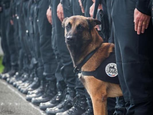 Saint-Denis raid: Death of Diesel the Police Dog Sparks #JeSuisChien Twitter Trend