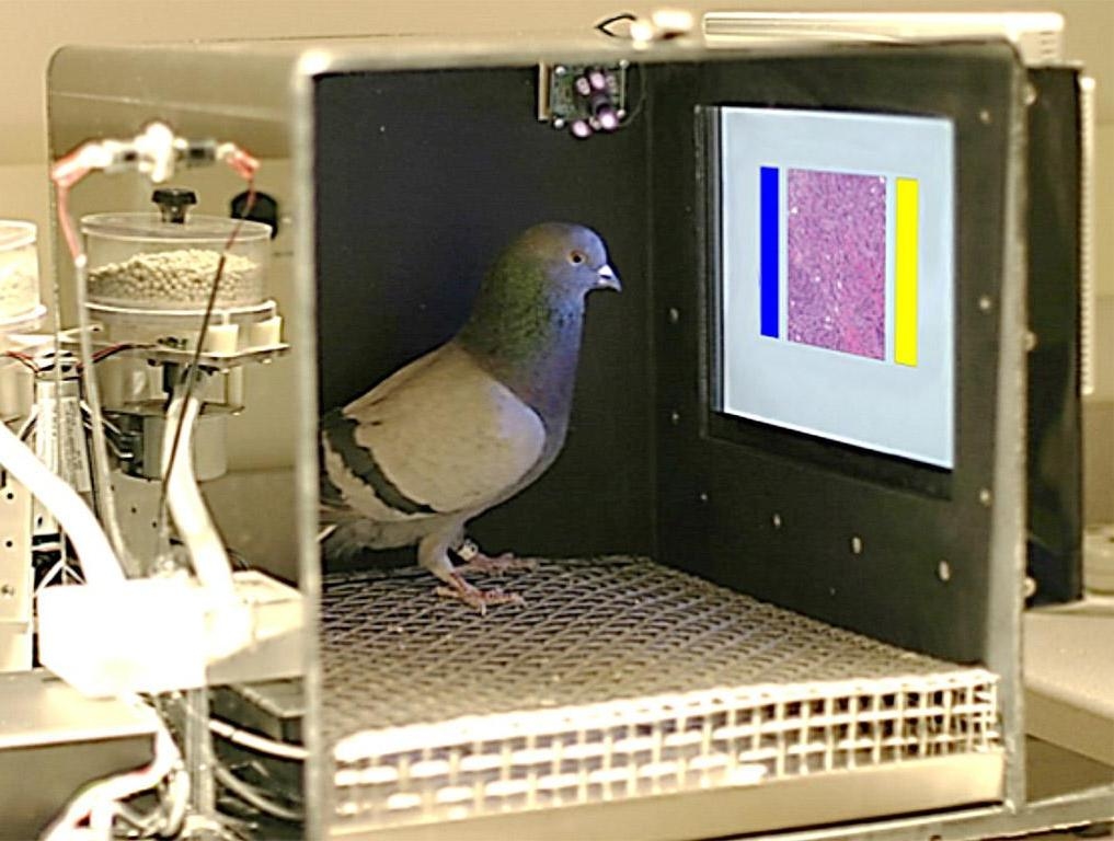 Highly Trained Pigeons Can Diagnose Breast Cancer