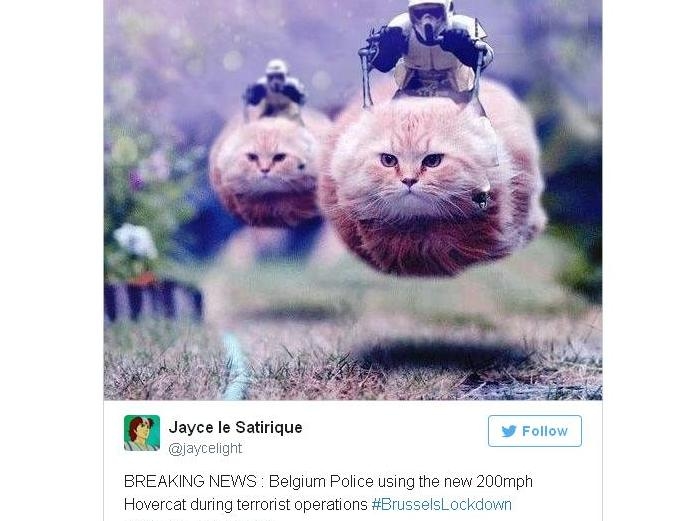 Belgium Fights Terrorism with Cat Meme on #BrusselsLockdown