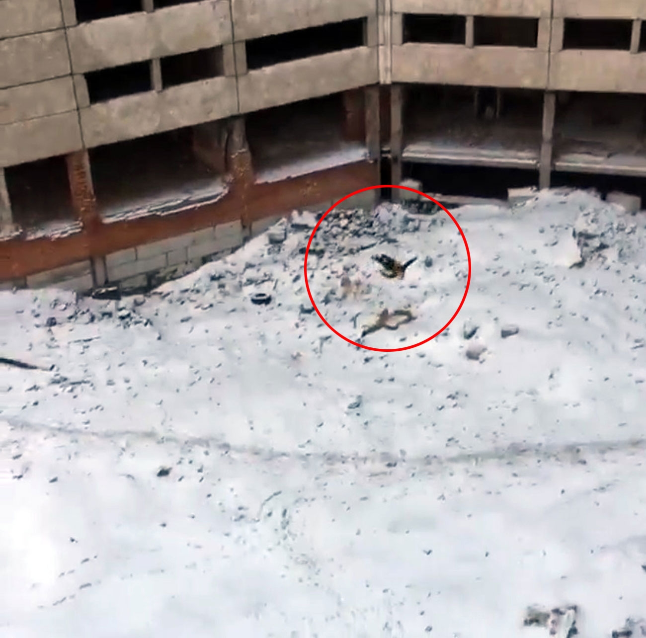 Footage: Terrible Rope Jumping Stunt Leaves Teen in Intensive Care 