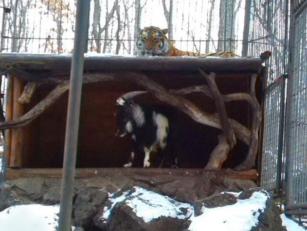 Footage: Fearless Goat Forces Siberian Tiger to Befriend it