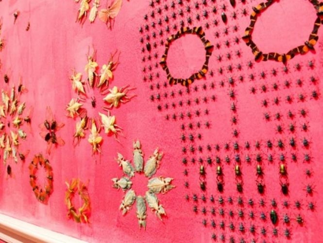 بالصور: زيّنت الغرفة بـ 5000 حشرة