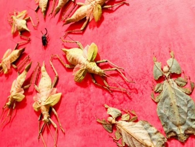 بالصور: زيّنت الغرفة بـ 5000 حشرة