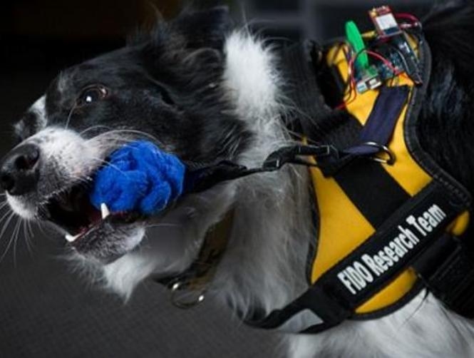 يمكن للكلب الآن التواصل مع صاحبه