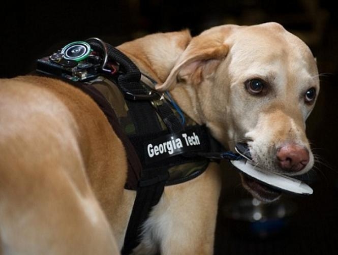 يمكن للكلب الآن التواصل مع صاحبه