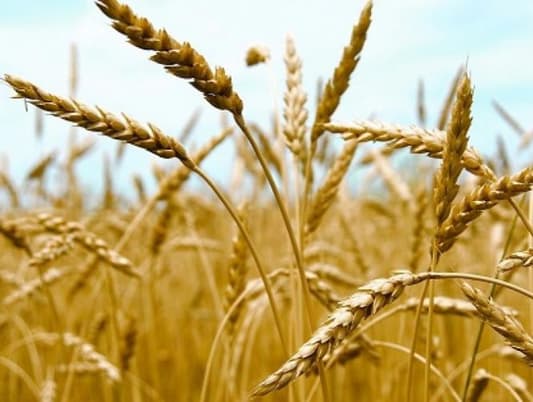 الأردن يلغي مناقصة لشراء 100 ألف طن من القمح