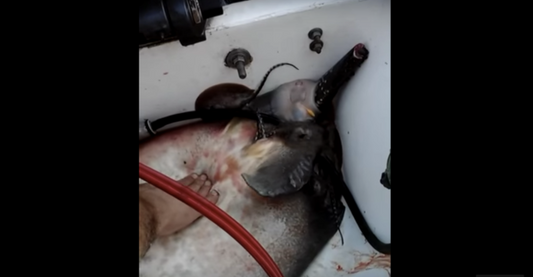 Video Shows Stingray Giving Birth Inside Fishermen's Boat