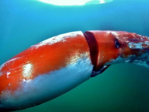 Main Highlight Image