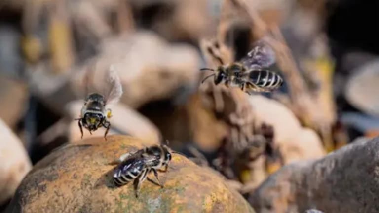 150 لسعة... طفلٌ يُصارع للبقاء بسبب دبابير شرسة