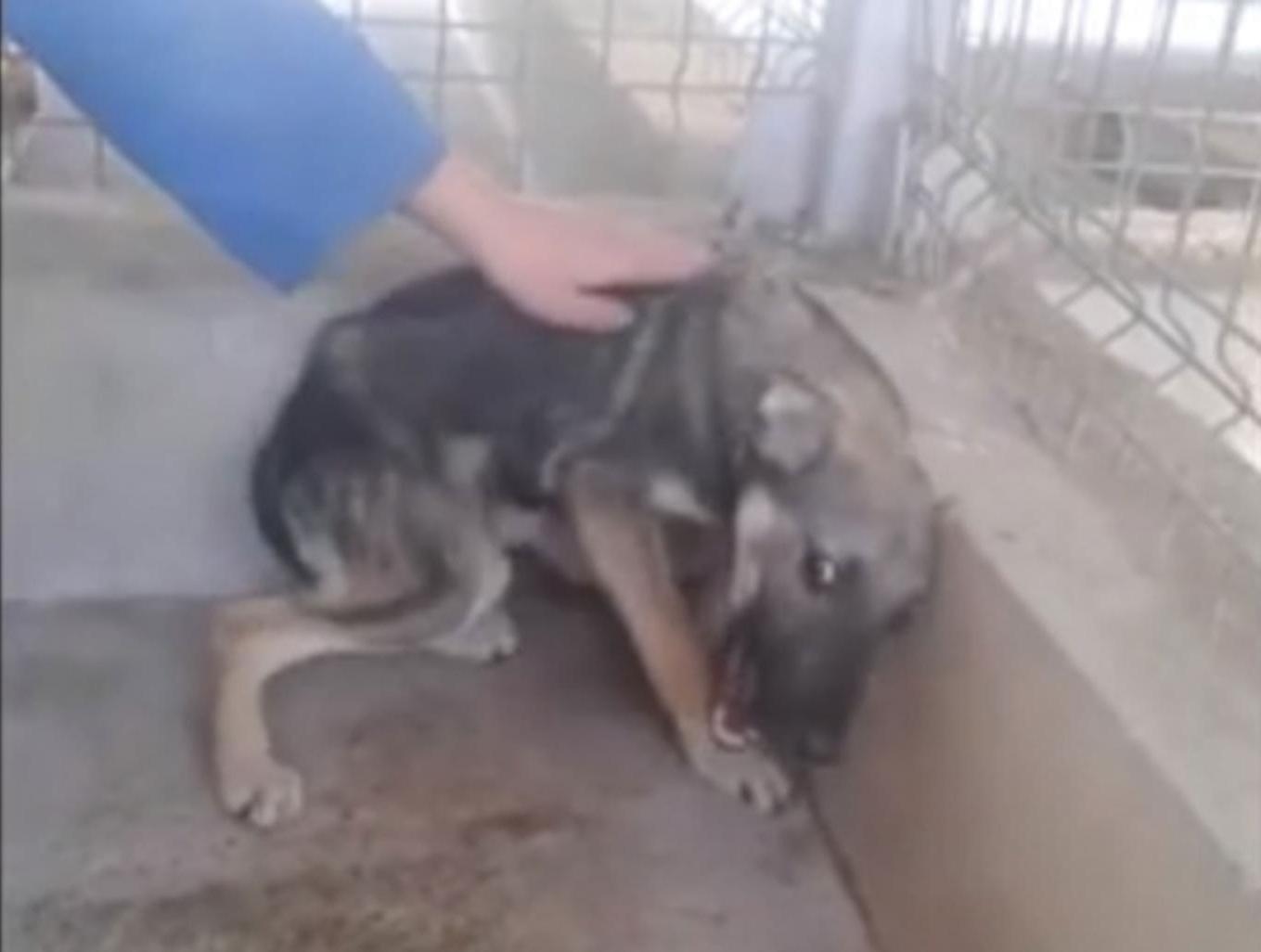 Video: Moment Abused Dog Is Stroked for The First Time