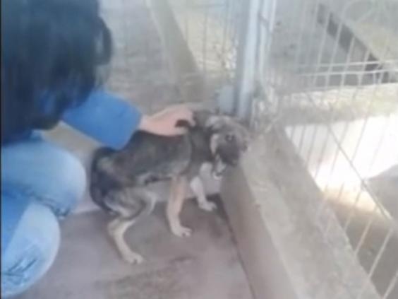 Video: Moment Abused Dog Is Stroked for The First Time