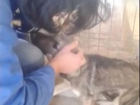 Video: Moment Abused Dog Is Stroked for The First Time