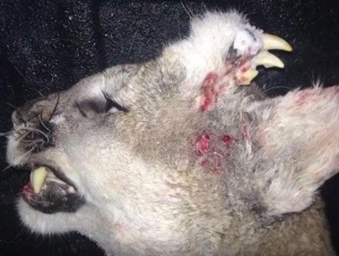 Mountain Lion Found with 'Teeth Growing out of the Top of its Head'