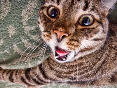 Spot the Signs: Your Cat Could Be Driving You Mentally Ill