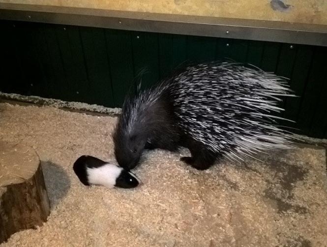 بالصور: حبّ ورقص في حديقة حيوانات