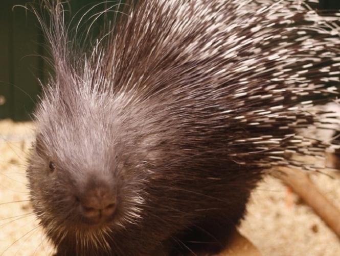 بالصور: حبّ ورقص في حديقة حيوانات