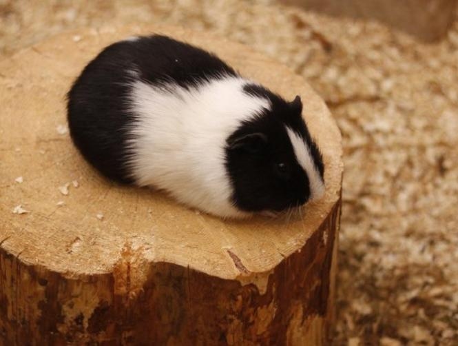 بالصور: حبّ ورقص في حديقة حيوانات