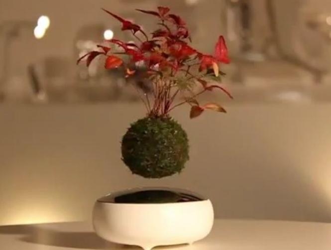 بالصور: نباتات تحلّق في الهواء