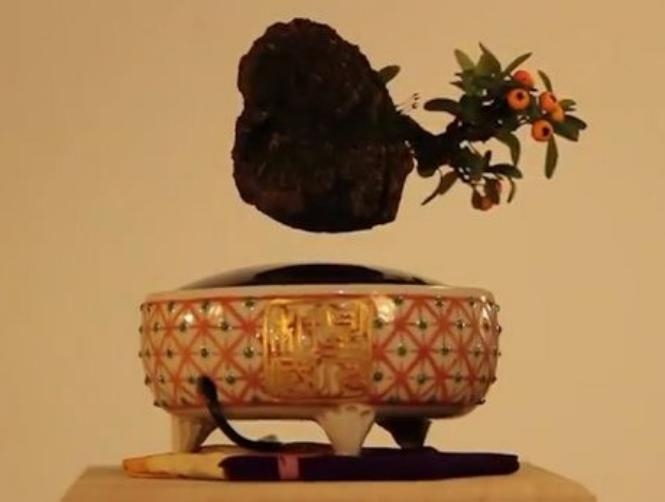 بالصور: نباتات تحلّق في الهواء