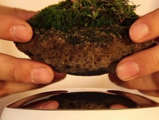 بالصور: نباتات تحلّق في الهواء