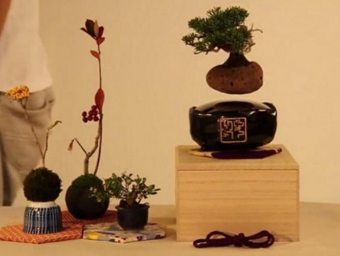 بالصور: نباتات تحلّق في الهواء