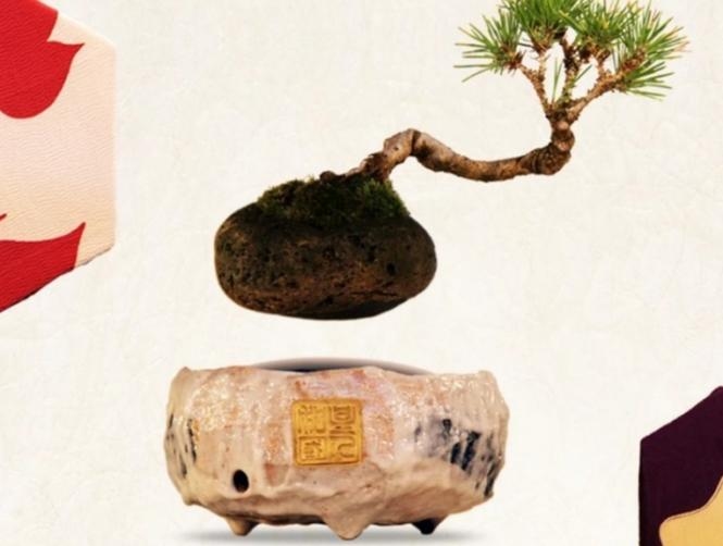 بالصور: نباتات تحلّق في الهواء