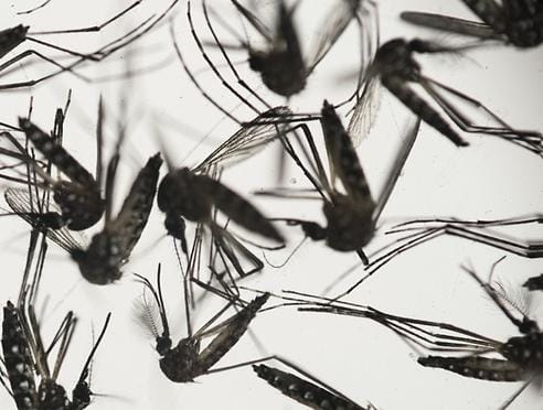 BBC: Germany confirms 5 cases of Zika Virus after people traveled to affected countries