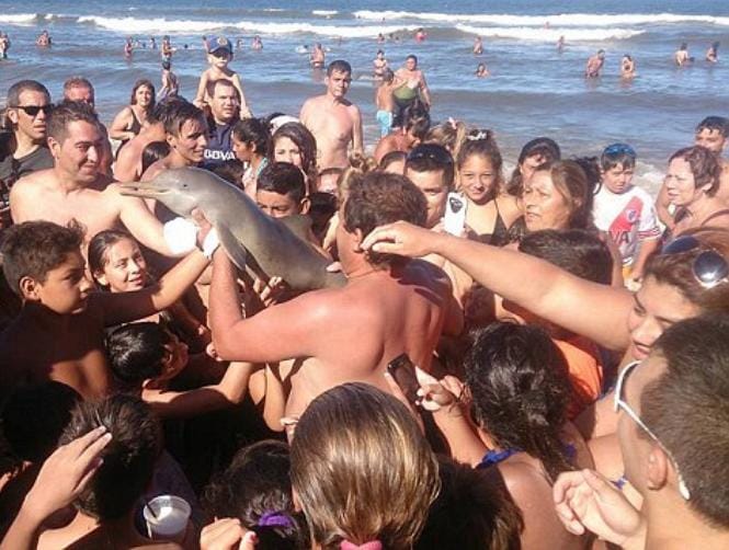 'Selfies' Cause Young Dolphin's Death
