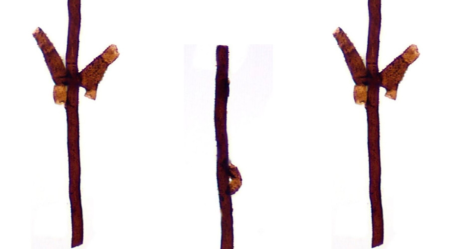 Life on Earth Began with 440mn Year Old Fungus: Scientists