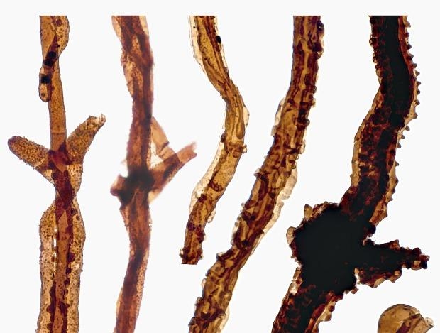 Life on Earth Began with 440mn Year Old Fungus: Scientists