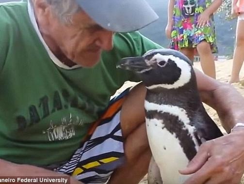 Penguin Swims 8000km Every Year to Meet His Rescuer