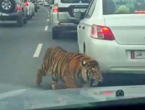 Footage: Escaped Tiger Terrorizes Doha Motorists