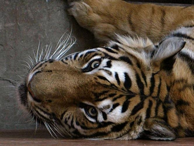 Tigers Starved to Death for 500 Aphrodisiac Wine MTV Lebanon