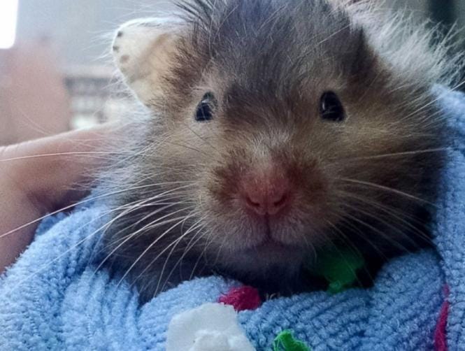 Hamster Spends Final Days Checking Off Bucket List