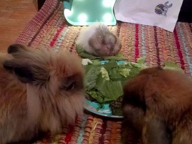 Hamster Spends Final Days Checking Off Bucket List