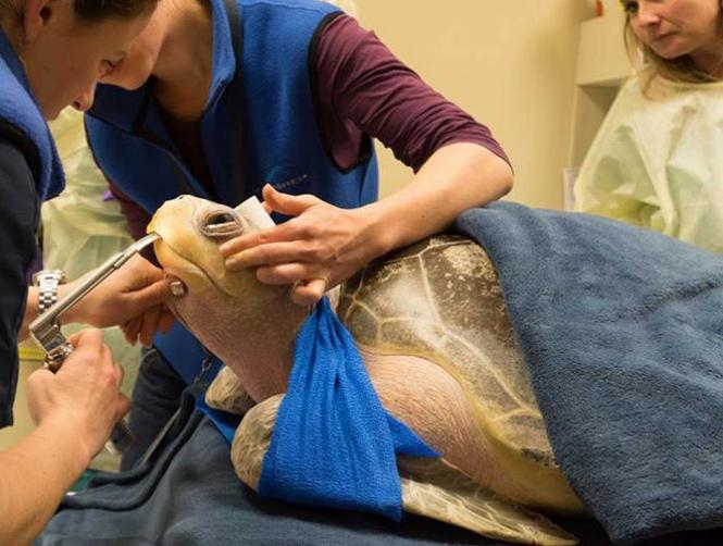 Turtle 'Too Gassy' to Dive Treated at Fancy Hospital