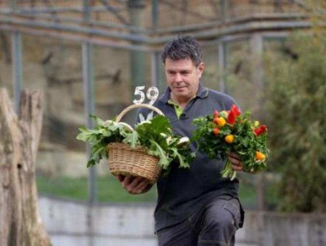 بالصور: غوريلا تحتفل بعيدها