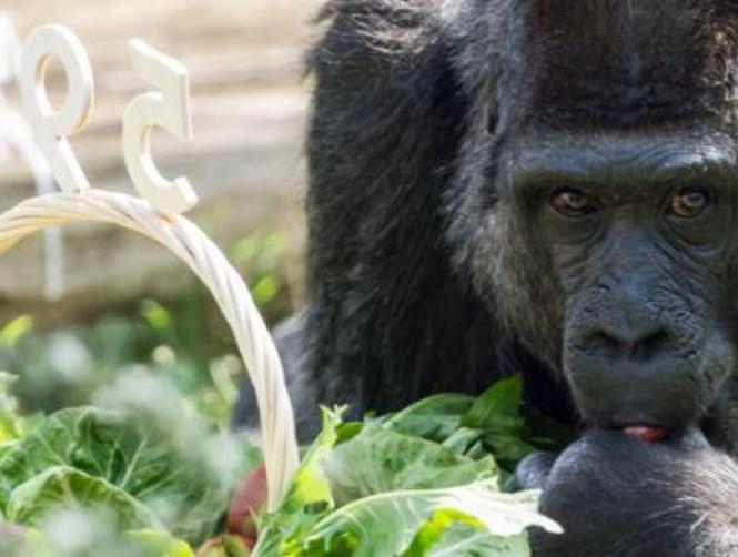 بالصور: غوريلا تحتفل بعيدها