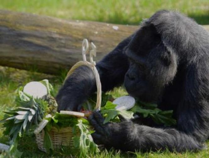 بالصور: غوريلا تحتفل بعيدها
