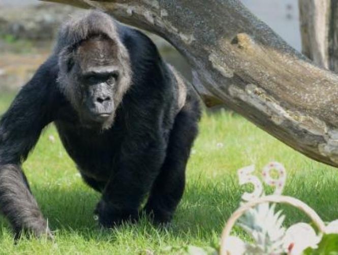 بالصور: غوريلا تحتفل بعيدها