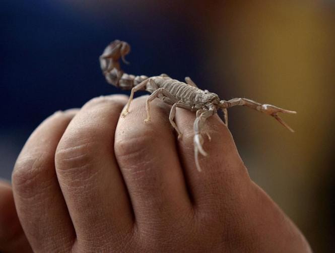 يدخّنون العقارب لبلوغ النشوة