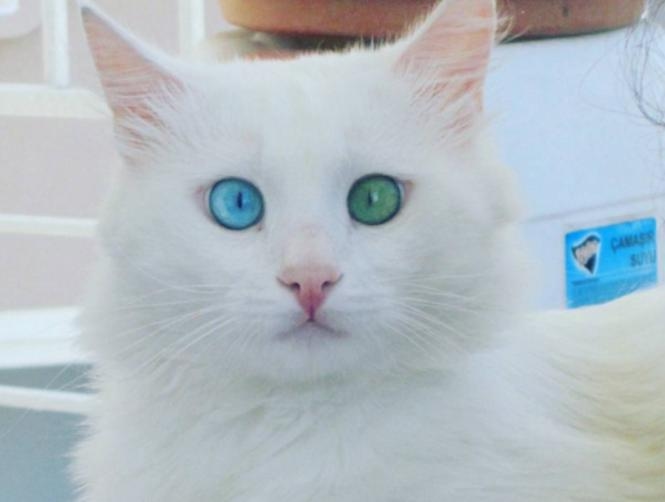 بالصور: أجمل قط في العالم